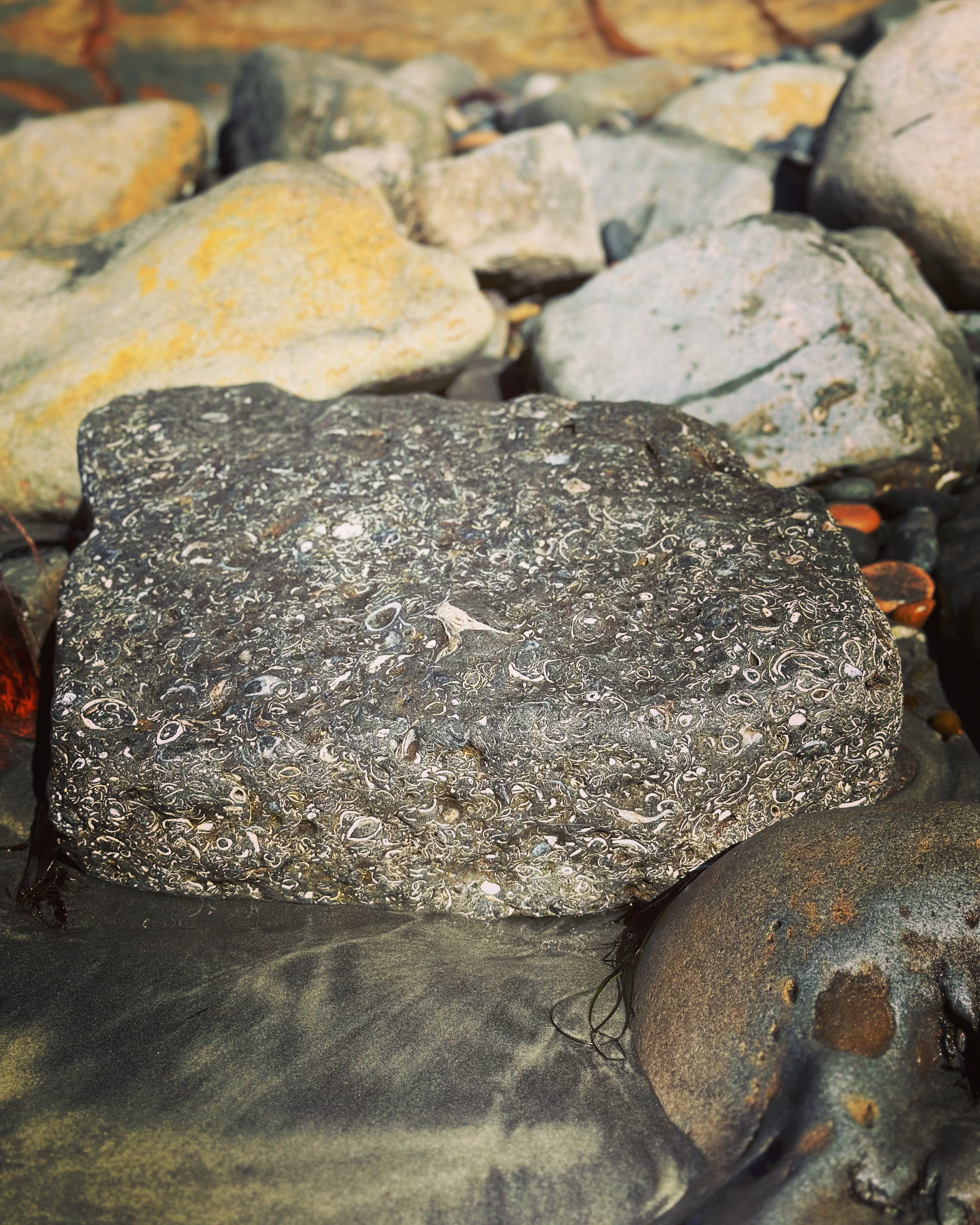 Fossils at Torrey Pines State Natural Reserve