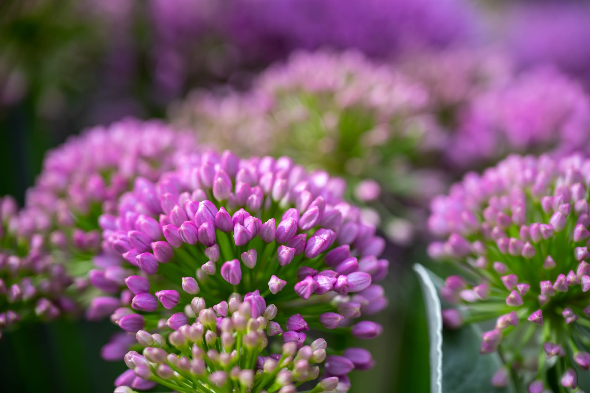 Allium